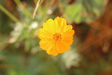 Beautiful yellow Cosmos flowers in the garden.