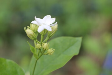 Jasmine flowers in the garden