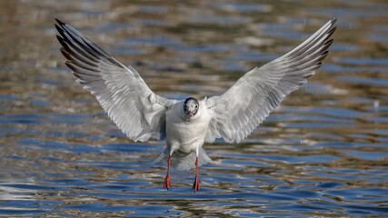 black headed gull fliying over the lake