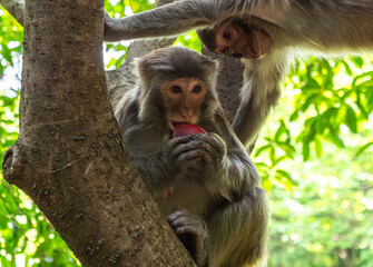 Monkey sitting in a tree enjoying a piece of fruit on a sunny day in a lush forest