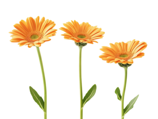 Three vibrant orange flowers with green stems and leaves on a transparent background.