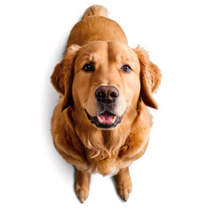 Fototapeta premium Golden Retriever isolated on transparent background