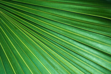 Fototapeta premium abstract textures of palm leaves on a natural green background