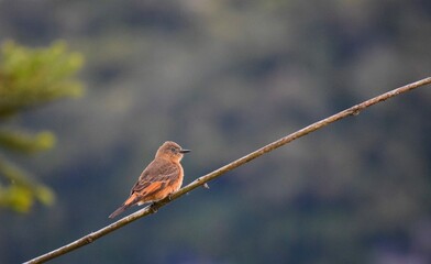 Yellow and brown bird.
