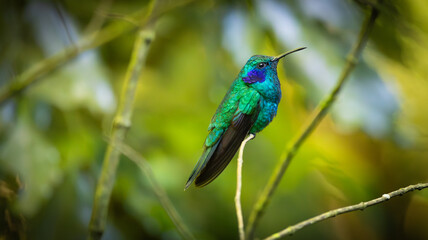hummingbird on a branch, blue tailed 