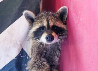 A raccoon is peeking from between a striped wall and a pink surface, exhibiting playful curiosity.
