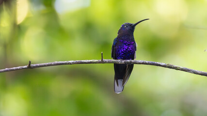 purple breasted hummingbird on branch