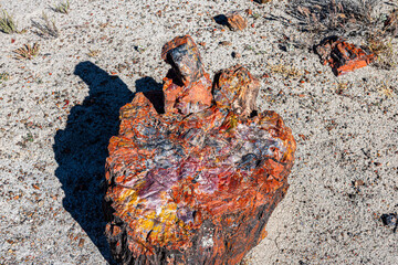 Giant Logs Trail is a short loop to view large logs of petrified wood.