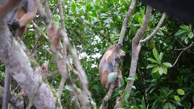 Toke the macaque monkey climbs a thin tree trunk in the shade of a tropical forest, holding a bag full of collected food in his cheek. 4K video