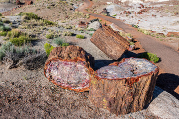 Giant Logs Trail is a short loop to view large logs of petrified wood.
