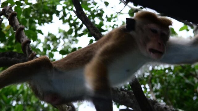Toke the macaque monkey climbs a thin tree trunk in the shade of a tropical forest, holding a bag full of collected food in his cheek. 4K video