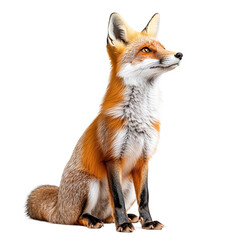 Obraz premium Fox is sitting on the ground with its back to the camera on transparent background