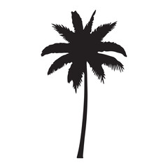 Obraz premium coconut tree silhouette