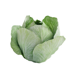 Obraz premium Fresh Green Cabbage Vibrant Vegetable Healthy Food