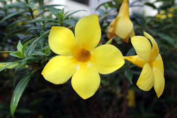 Yellow flower on an allamanda plant in a garden