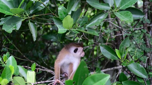 Toke the macaque monkey climbs a thin tree trunk in the shade of a tropical forest, holding a bag full of collected food in his cheek. 4K video