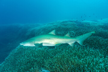 シロワニ　小笠原　東京都