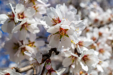 Almond blossoms in spring #1