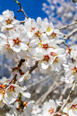 Almond blossoms in spring