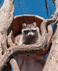 Raccoon resting in a tree hollow on a sunny day in a natural park