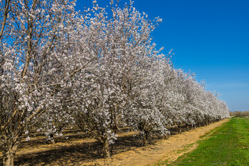 Naklejka premium almond tree blossom