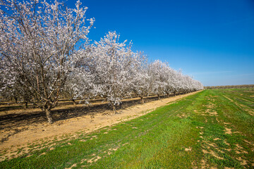Blooming almond trees in a field #1