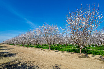almond tree in bloom