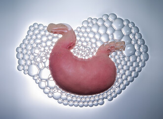 Human stomach with oxygen bubbles ready for organ transplant	