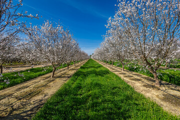 Almond tree orchard in Spring #10