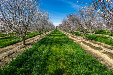 Almond tree orchard in Spring #8