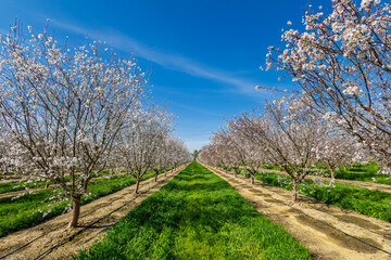 Almond tree orchard in Spring #7