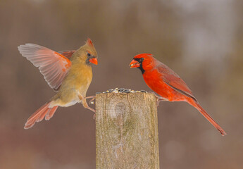 Northern Cardinals At The Feeder