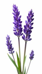 Fototapeta premium Delicate purple lavender blooms, isolated White background , bud, purple