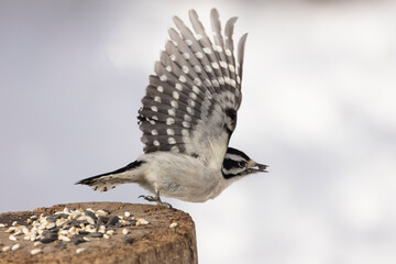Downy Woodpecker
