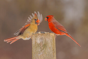 Northern Cardinals At The Feeder