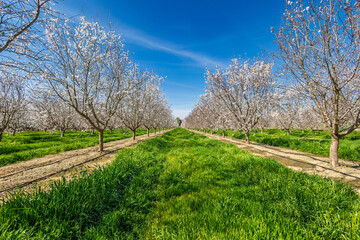 spring landscape with trees