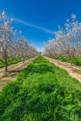 spring landscape with blooming trees