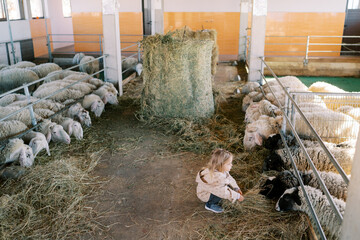 Little girl squats down and feeds hay to black sheep leaning out from behind the fence of the pen