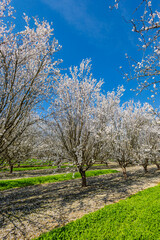Naklejka premium Almond blossoms in an orchard #10