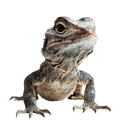 Obraz premium Lizard is looking at the camera with its mouth open on transparent background
