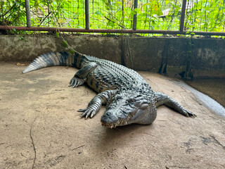 Mighty Crocodile in a Sanctuary