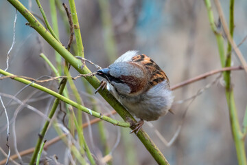 portrait of a sparrow on a branch
