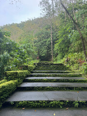 Moss-covered stone staircase leading into a lush green tropical forest