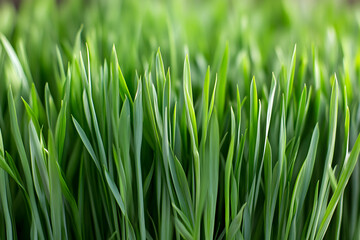 Fototapeta premium Closeup of Lush Green Grass Blades Illuminated by Soft Sunlight in a Tranquil Natural Setting