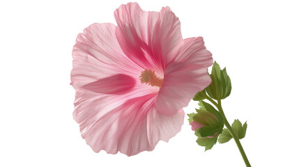 pink hibiscus flower isolated on white background 