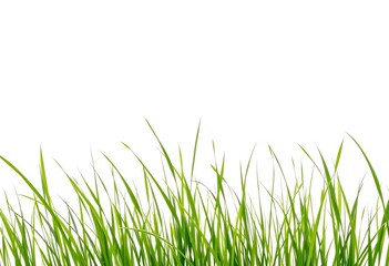 Obraz premium Vibrant green grass banner, isolated on pure white , ecology, artwork
