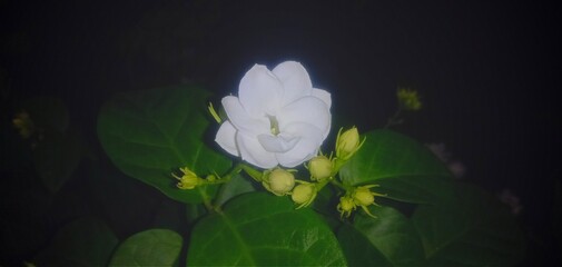 jasmine flowers at night