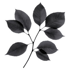 Monochrome artistic leaf display with detailed texture against white background