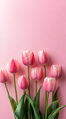 Fototapeta premium A serene composition of pink tulips against a soft background, perfect for spring events, Mother's Day greetings, or floral decor promotions.