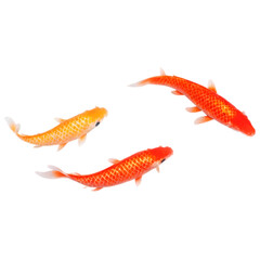 Red and white koi fish isolated on transparent background.

